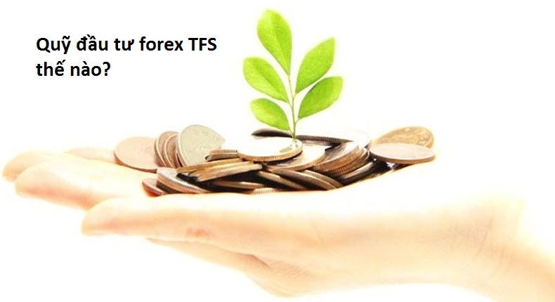 Quỹ đầu tư TFS